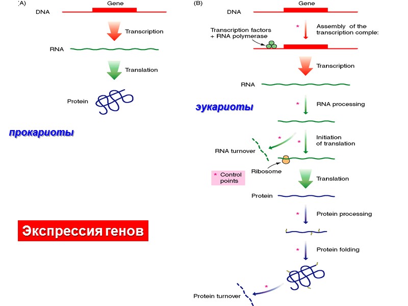 эукариоты Экспрессия генов прокариоты